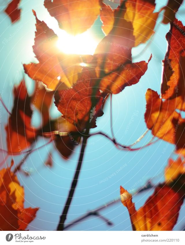 100 | i'm on fire Nature Sunlight Autumn Plant Leaf Blue Yellow Gold Red copper cherry rock cherry Park Autumn leaves Autumnal Autumnal colours Indian Summer