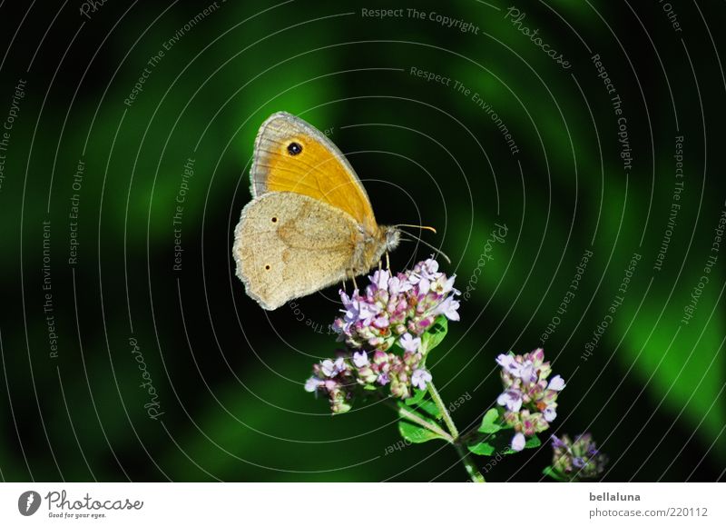 Small hay butterfly Environment Nature Plant Animal Beautiful weather Wild plant Wild animal Butterfly Wing 1 Insect hay butterflies Copy Space right