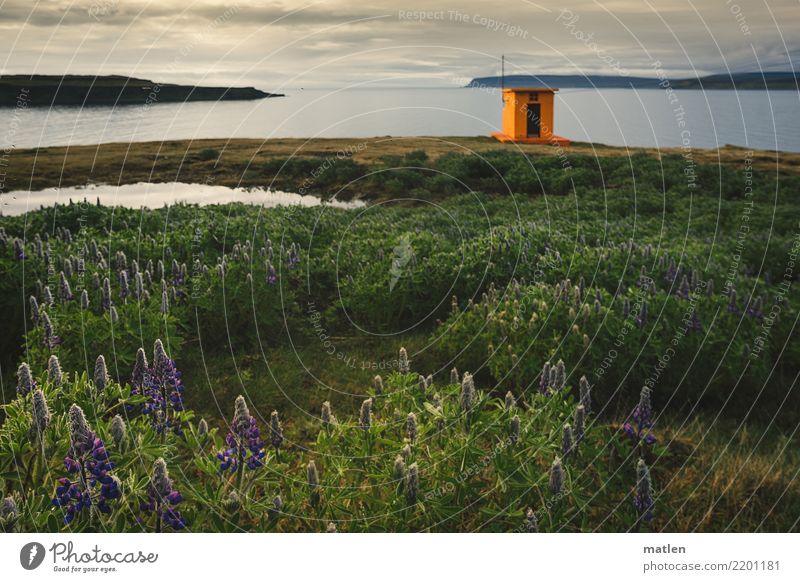 lighthouse Landscape Plant Water Sky Clouds Horizon Spring Weather Beautiful weather Flower Grass Wild plant Hill Rock Coast Fjord Blue Brown Green Orange