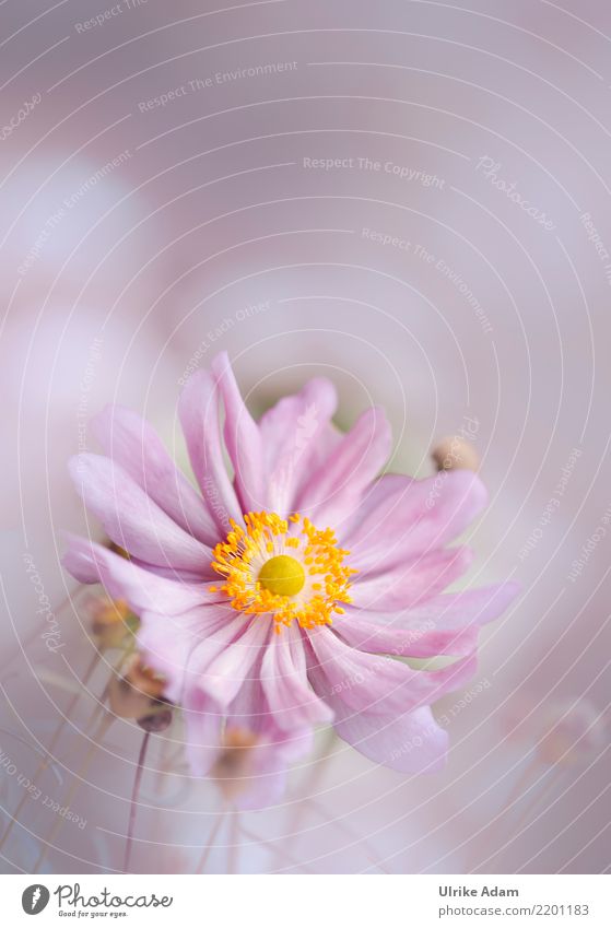 Pink Anemone Elegant Design Harmonious Well-being Contentment Relaxation Calm Decoration Wallpaper Nature Plant Summer Autumn Flower Blossom Chinese Anemone