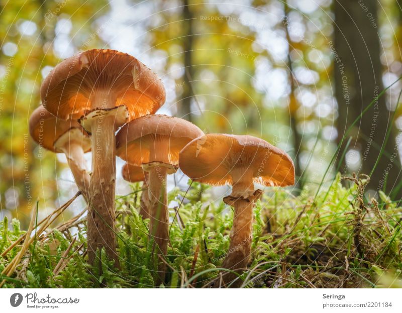 Long-stemmed Nature Plant Animal Autumn Moss Fern Park Forest Eating Growth Healthy mushroom group Mushroom Mushroom cap Mushroom picker Mushroom soup