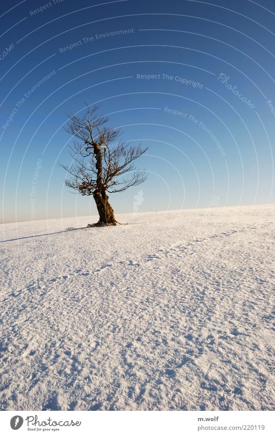 the old beech Freedom Winter Snow Nature Landscape Cloudless sky Beautiful weather Ice Frost Tree Rhön Wood Old Blue Brown White Loneliness Uniqueness Cold