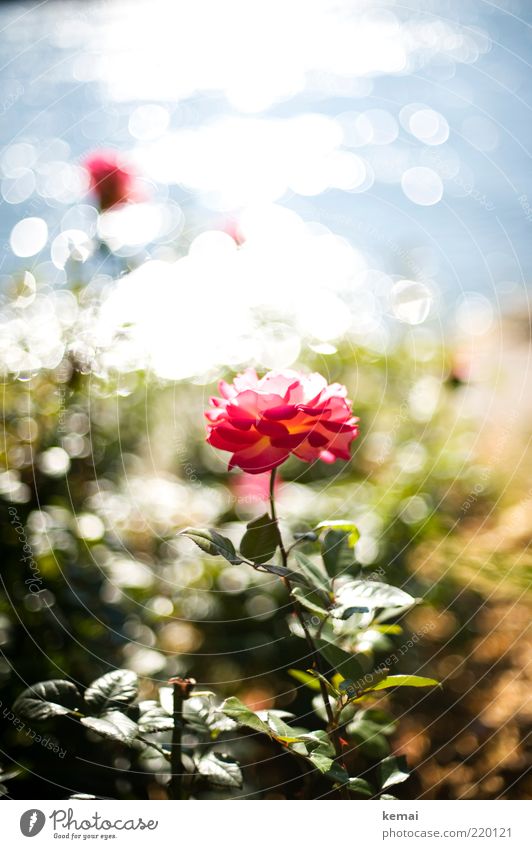 glitter of roses Environment Nature Plant Water Sunlight Summer Autumn Beautiful weather Warmth Flower Rose Leaf Blossom Foliage plant Wild plant Garden Park