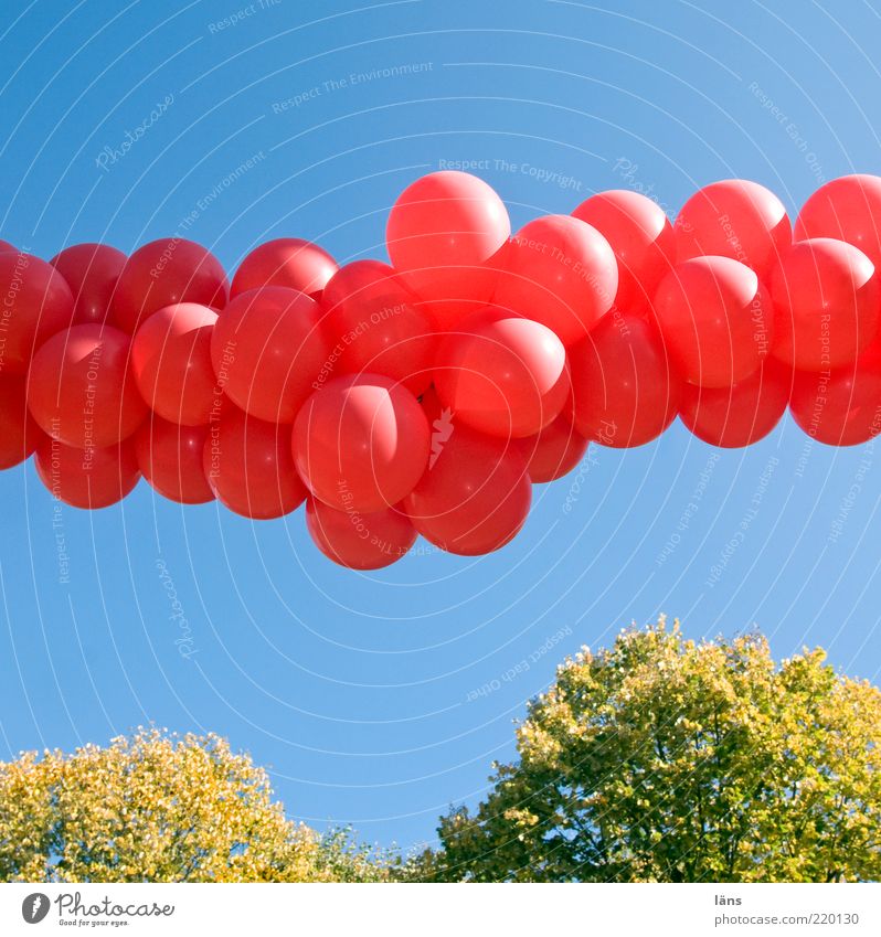 solemn l Red balloons Event Feasts & Celebrations Plant Sky Cloudless sky Autumn Decoration Balloon Line Blue Green Emotions Joy Happiness