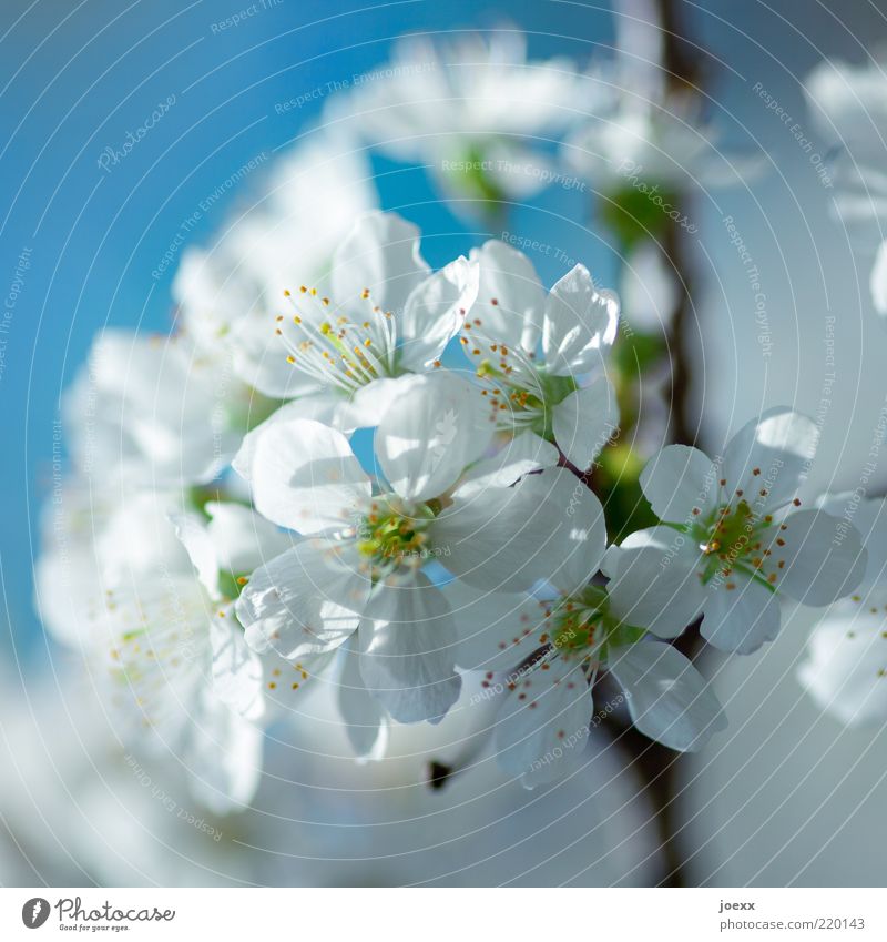 Temperatures like in spring Nature Spring Beautiful weather Tree Blossom Agricultural crop Natural Blue Green White Cherry blossom Colour photo Multicoloured