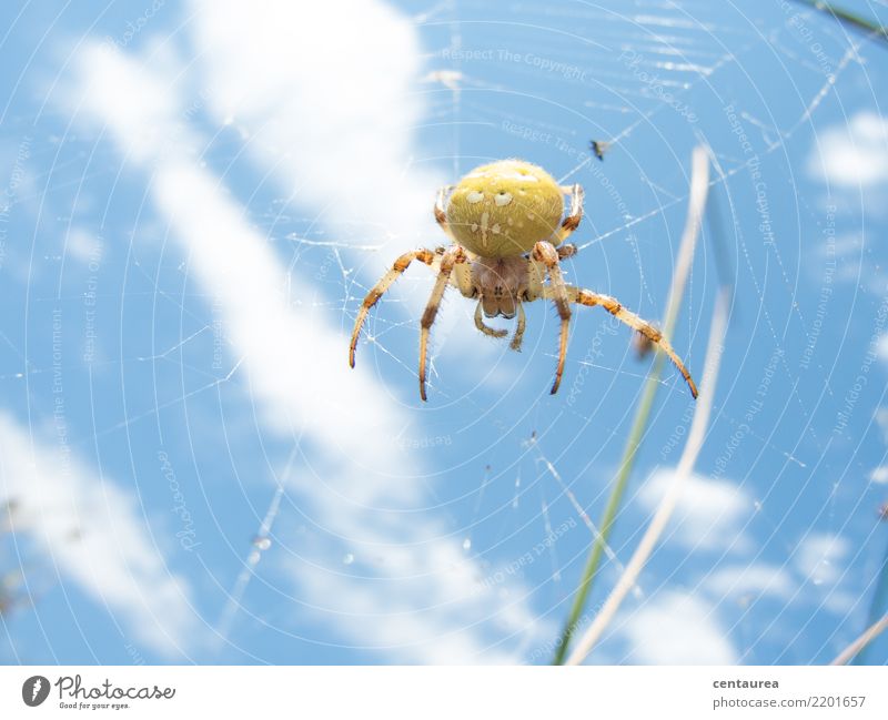 Spider in the afternoon Nature Animal Summer Garden Park Meadow 1 Observe Near Blue Yellow Net Spider's web Crawl Colour photo Exterior shot Copy Space bottom