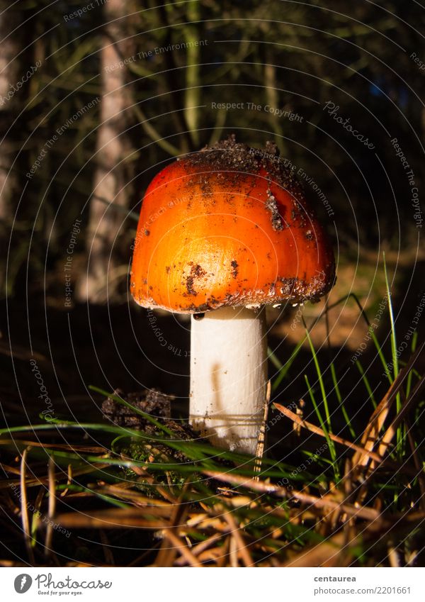 Mushroom in the forest Nature Earth Autumn Forest Orange Red White Collection Mushroom picker Poison Colour photo Exterior shot Copy Space top Shadow Contrast