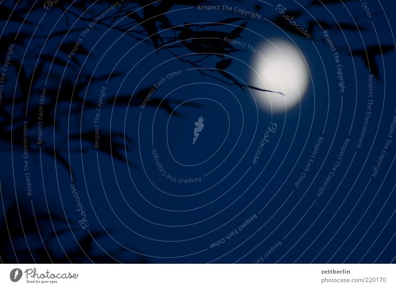 Moon behind bamboo Far-off places Freedom Environment Nature Elements Sky Night sky Plant Leaf Loneliness October wallroth Bamboo Twig Branch Colour photo