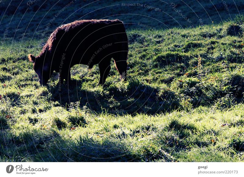 fill one's stomachs Environment Nature Summer Beautiful weather Plant Grass Meadow Field Hill Animal Farm animal Cow 1 To feed Feeding Sustainability Cattle