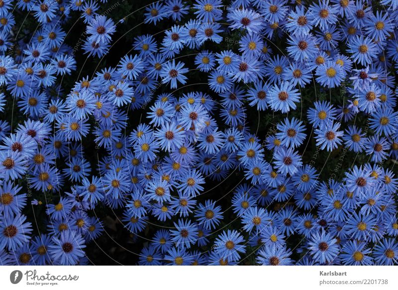 autumn blue Garden Environment Nature Plant Summer Autumn Flower Blossom Meadow Movement Flowerbed Dew Drop Structures and shapes Experiencing nature Experience