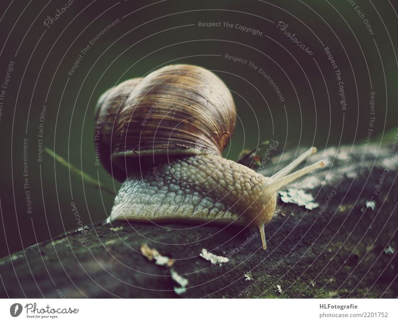 escargot Nature Landscape Tree Forest Wild animal Snail Animal face Animal tracks 1 Wood Love of animals Colour photo Exterior shot Close-up Twilight