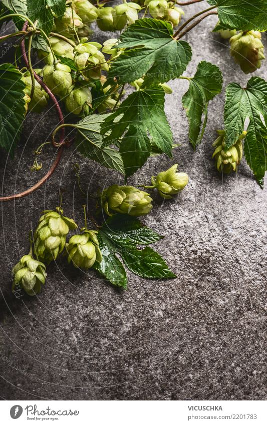 Hops on a rustic grey background Food Beer Style Design Oktoberfest Nature Plant Agricultural crop Hop flower Hop leaf Ingredients Medicinal plant Colour photo