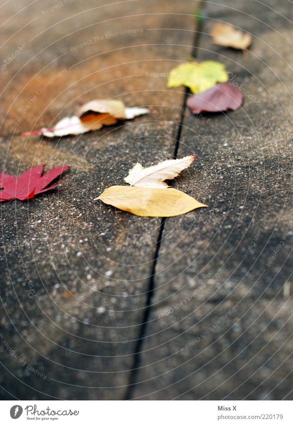 foliage Autumn Leaf Multicoloured Autumn leaves Autumnal Maple leaf Sidewalk Slippery surface Colour photo Exterior shot Deserted Copy Space bottom