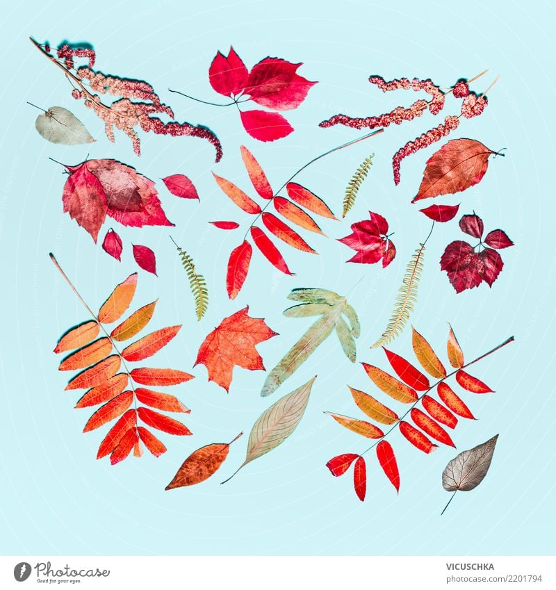 Autumn Composing from different autumn colorful leaves Style Design Decoration Thanksgiving Nature Plant Leaf Sign Pattern Ornament Still Life Multicoloured Red