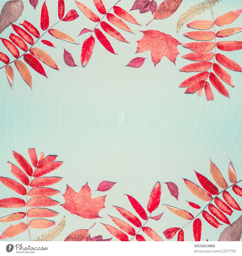 Autumn background with red foliage pattern Style Design Thanksgiving Nature Leaf Decoration Sign Background picture Composing Frame Hip & trendy Red Pattern