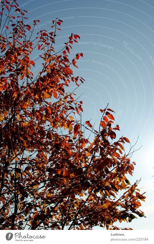 foliage Nature Sky Sunlight Autumn Tree Growth Blue Multicoloured Red Leaf Colour photo Exterior shot Deserted Day Light Twigs and branches Treetop