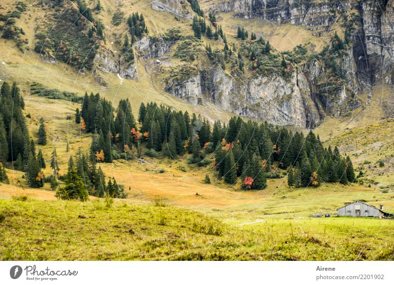 Autumn Hiking season III Mountain Agriculture Forestry Landscape Coniferous trees Rock Alps Forest of Bregenz Alpine pasture Mountain forest Hut