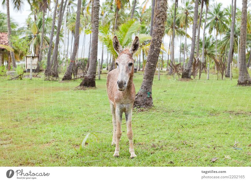 Mule portrait, Sri Lanka Kalpitiya Donkey stare Staring Portrait photograph Animal Palm tree Asia Vacation & Travel Idyll liberty Card Tourism Paradise Nature