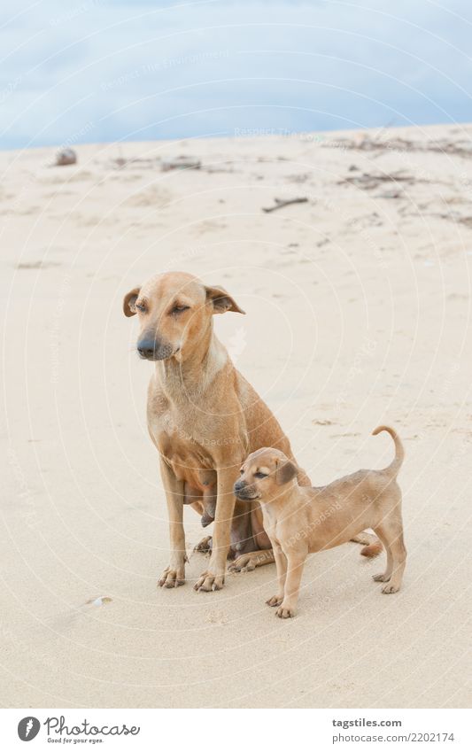 Family portrait; Sri Lanka Kalpitiya Puppy Dog Asia Vacation & Travel Idyll Freedom Card Tourism Paradise Nature intact Landscape Beach Sand Ocean Water Coast