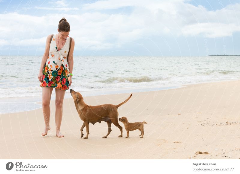 Sniffing and learning, Kalpitiya, Sri Lanka Puppy Dog Asia Vacation & Travel Traveling Idyll Freedom Card Tourism Sun Sunbeam Summer Paradise Paradisical Nature