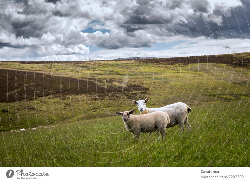 Moorland with sheep Nature Landscape Plant Animal Clouds Horizon Summer Grass Bushes Mountain heather Meadow Bog Farm animal Sheep 2 Group of animals Observe