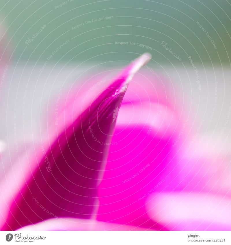 Tip Pink Plant Flower Blossom White Blossom leave Gaudy Upward Contrast Cyclamen Blur Deserted Colour photo Interior shot Close-up Detail