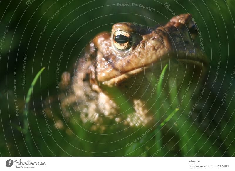 Toad from the worm's-eye view Environment Nature Animal Meadow Wild animal Frog Painted frog Toad migration Common toad Amphibian Observe Kissing Looking Creepy