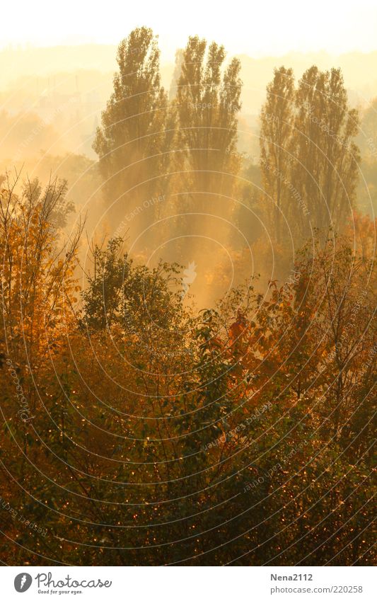 early morning mist Environment Nature Landscape Plant Sun Sunrise Sunset Sunlight Autumn Climate Weather Beautiful weather Fog Tree Bushes Forest Brown Yellow