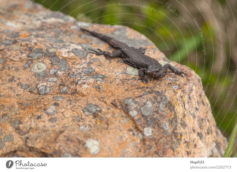 small lizard Nature Animal Earth Spring Rock Wild animal Scales Claw 1 Observe Sit Brown Gray Colour photo Exterior shot Close-up Deserted Copy Space left Day