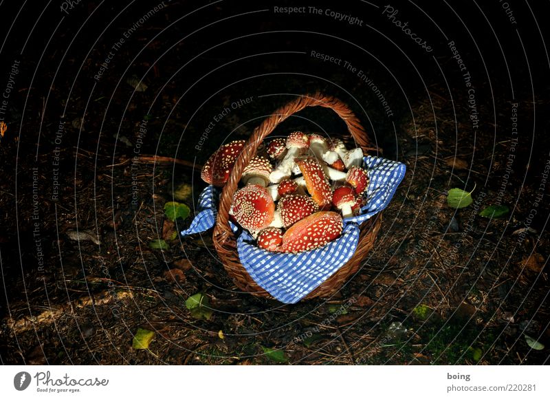 summersause Mushroom picker Nature Earth Forest Good luck charm Happy Amanita mushroom Basket Colour photo Exterior shot Evening Twilight Night Artificial light