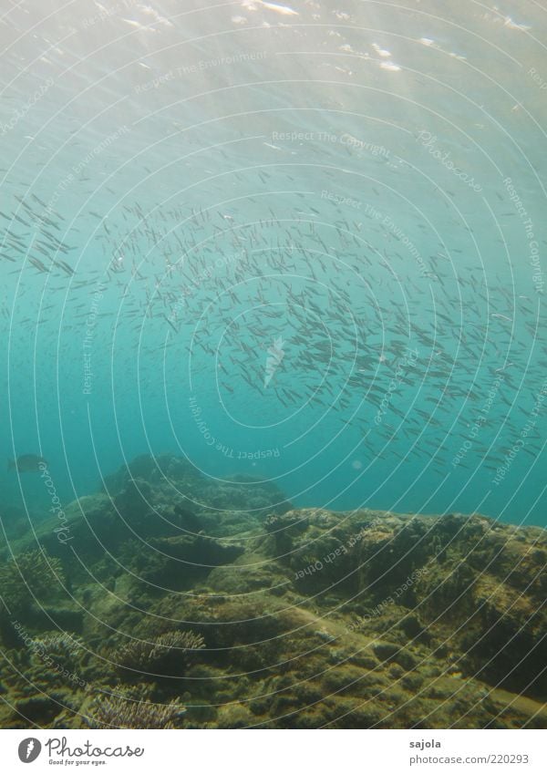 a school of fishes Environment Nature Plant Animal Water Ocean Fish Coral Coral reef Flock Blue Movement Together Attachment Colour photo Underwater photo