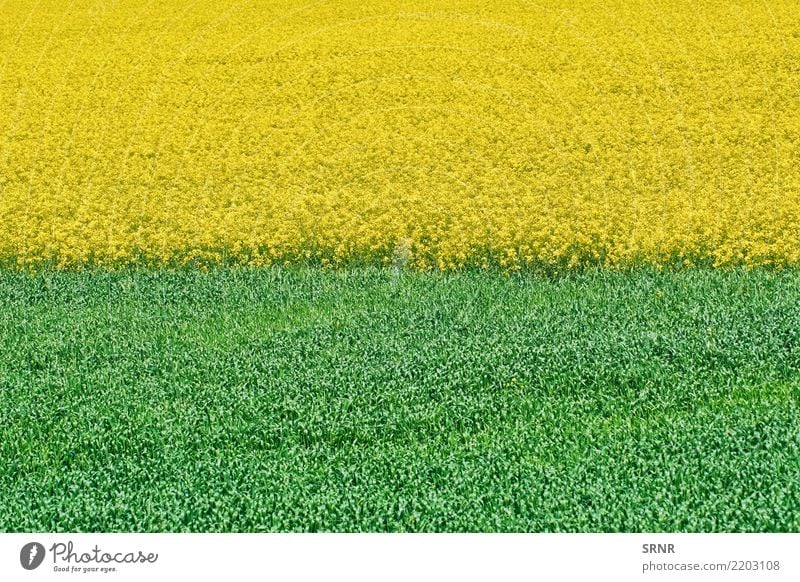 Field of Colza and Wheat Environment Nature Landscape Plant Meadow Growth agriculture rape rapeseed field under crop colza ecosystem Ecological