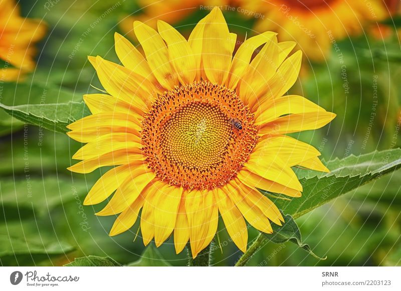 Blooming Sunflower Beautiful Summer Garden Culture Environment Nature Landscape Plant Flower Blossom Growth Bright Natural Yellow Colour ecosystem Ecological