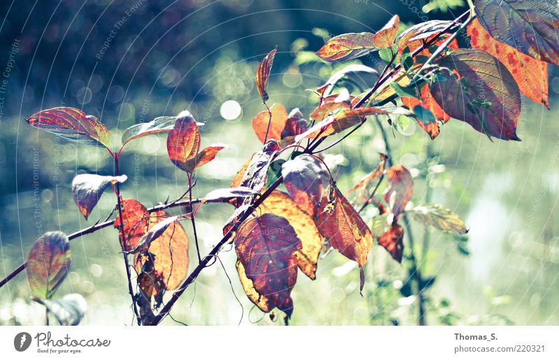 Autumn Impression Nature Plant Bushes Leaf Pond Emotions Autumnal colours Autumn leaves Multicoloured Exterior shot Close-up Day Contrast Blur Shriveled Brown