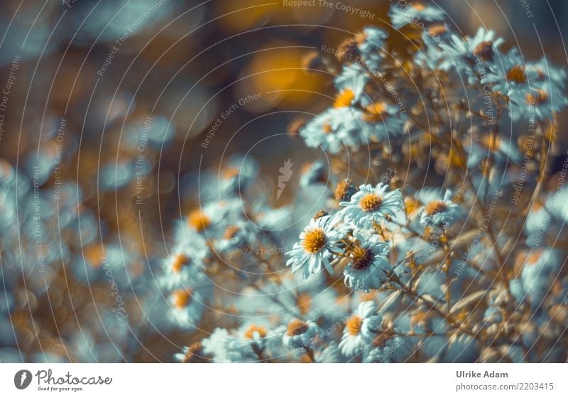 Autumn - Asters Elegant Design Arrange Decoration Art Nature Plant Summer Flower Blossom Garden Park Blossoming Glittering Illuminate Warmth Soft