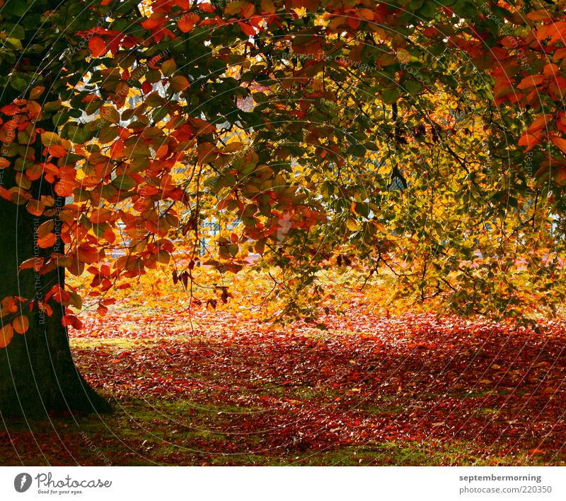 autumn magic Autumn Tree Brown Yellow Green Red Colour photo Exterior shot Deserted Autumn leaves Autumnal colours Leaf Tree trunk Day