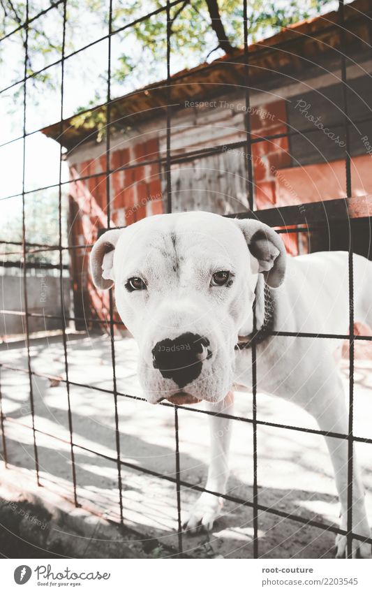 Dogo Argentino - Argentino Mastiff Summer Animal Pet Animal face 1 Observe Beautiful Muscular Cute Strong White Safety Protection Loyal Power Insurance Trust