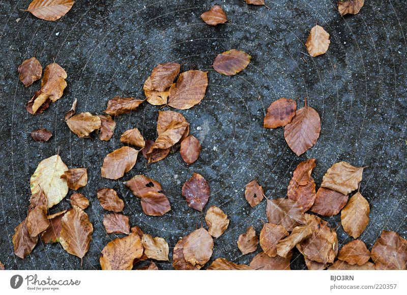 The state of the nation... Environment Nature Plant Autumn Leaf Lie Old Dirty Natural Blue Brown Gray Decline Transience Attachment Ground Detail Decompose