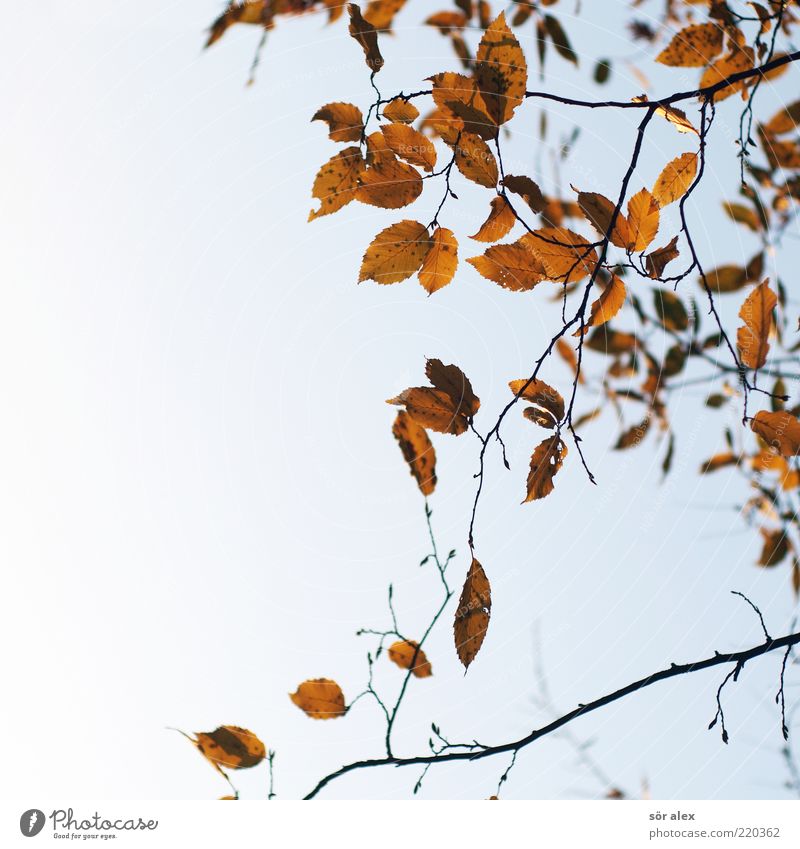 leaf loss Nature Sky Cloudless sky Autumn Leaf Branch Sadness Grief Autumn leaves Autumnal Delicate October Suspended Change Transience Seasons Colour photo