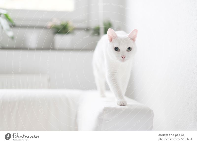 fino Animal Pet Cat - a Royalty Free Stock Photo from Photocase