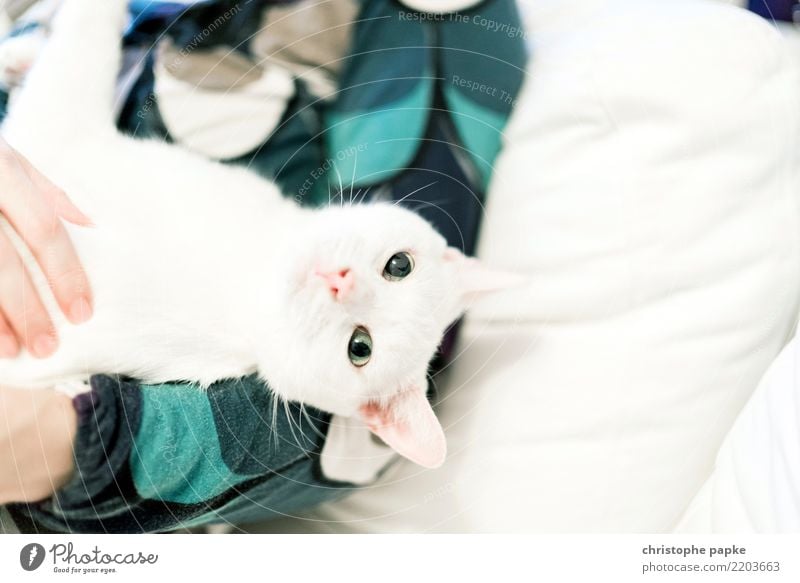 couchcat Living or residing Flat (apartment) Animal Pet Cat Animal face 1 Cute White Love of animals Curiosity Caress Cuddly Sofa Looking Calm Colour photo