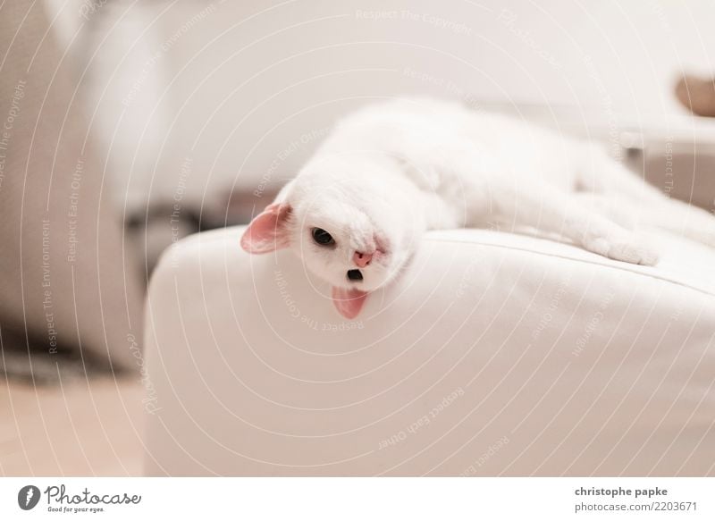 Lazy Sunday Well-being Contentment Relaxation Calm Living or residing Flat (apartment) Animal Pet Cat Animal face Pelt Paw 1 Sleep Cute White Love of animals