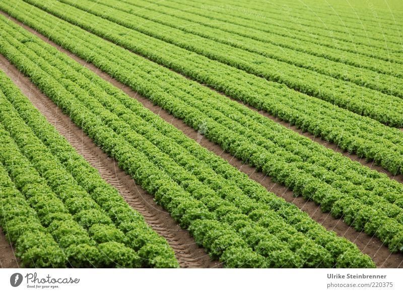 Row cultivation lollo bianco lettuce heads Lollo bianco salad Lettuce Green Frizzy Foliage plant Vegetarian diet Agriculture Sowing Field Line 4 Multiple