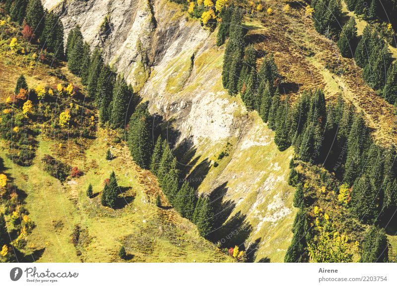 timberlines Landscape Tree Coniferous trees Rock Alps Mountain Dig Valley Cervice Stripe Diagonal Shadow Furrow Growth Yellow Green Arrangement Tilt Steep Deep