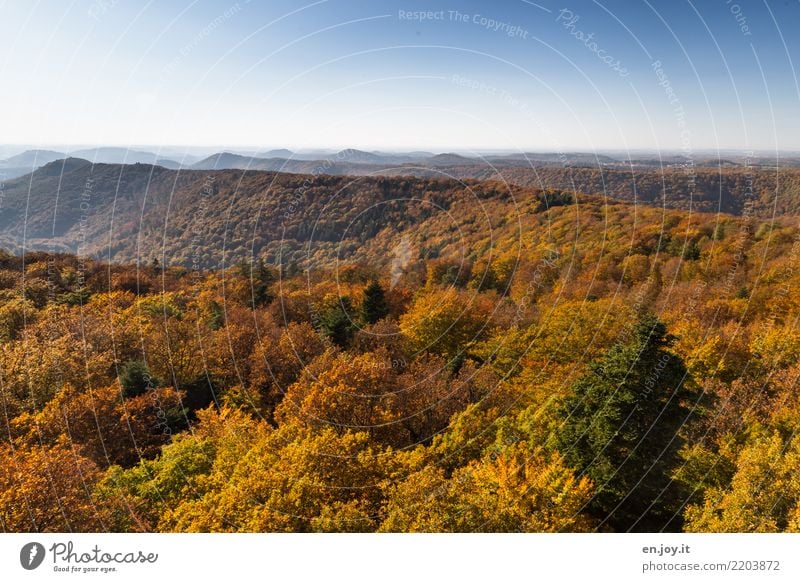 Palatinate Forest Nature Landscape Cloudless sky Horizon Autumn Hill Infinity Blue Yellow Gold Orange Loneliness Relaxation Idyll Climate Calm Environment