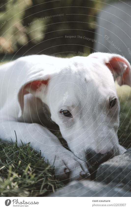Dogo Argentino - Argentino Mastiff Puppy - a Royalty Free Stock Photo from  Photocase