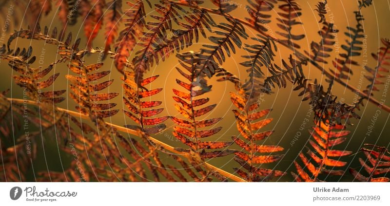 Fern in autumn Nature Plant Autumn Leaf Rachis Structures and shapes Pattern Meadow Field Forest Bog Marsh Faded To dry up Warmth Green Orange Transience