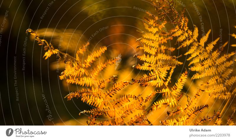 Fern in autumn Nature Plant Autumn Leaf Autumnal Bright Forest Bog Marsh Glittering Illuminate Warmth Brown Yellow Calm Transience Light Back-light Natural