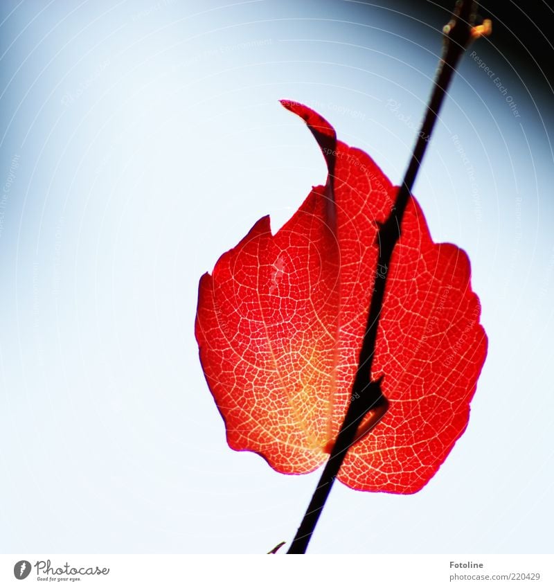 beacons Environment Nature Plant Elements Air Sky Cloudless sky Autumn Leaf Wild plant Bright Natural Red Fiery Rachis Tendril Virginia Creeper Vine