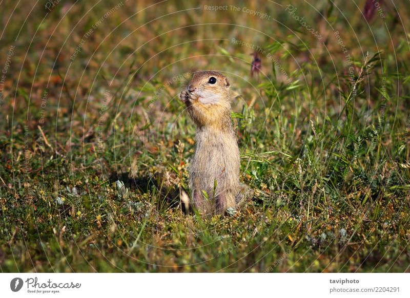 cute ground squirrel in natural habitat Eating Beautiful Summer Environment Nature Animal Grass Meadow Fur coat Feeding Stand Small Funny Natural Cute Wild